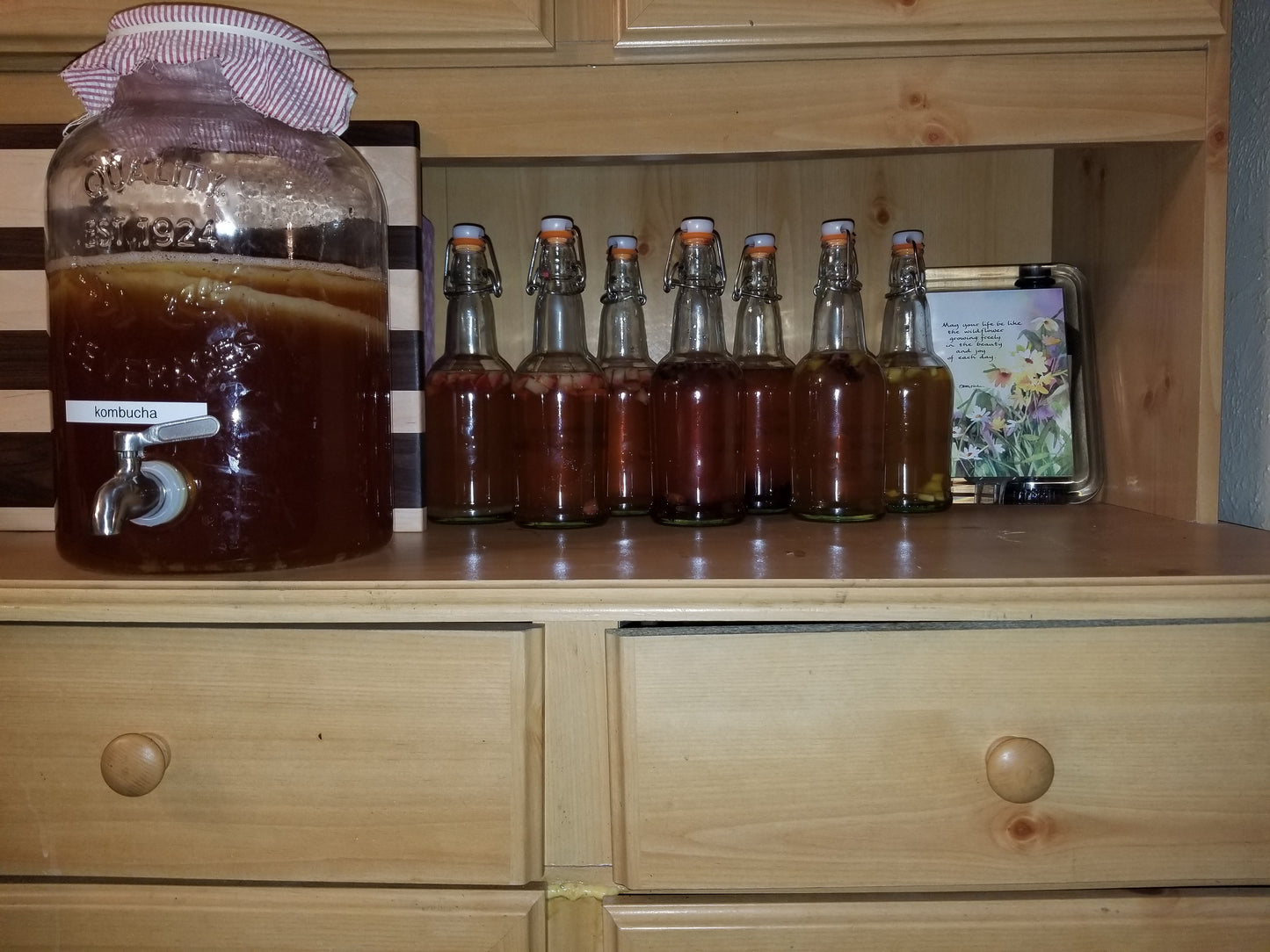 Organic Kombucha Scoby